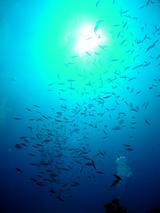 グルクンの群れ