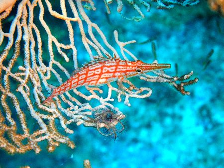 ｸﾀﾞｺﾞﾝﾍﾞ 2