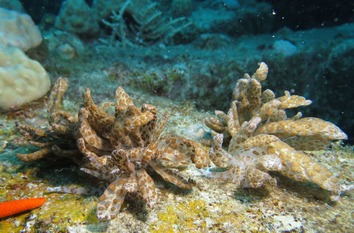 オオコノハミノウミウシ