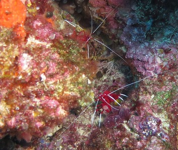 ホワイトソックス