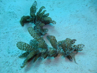 オオコノハミノウミウシ