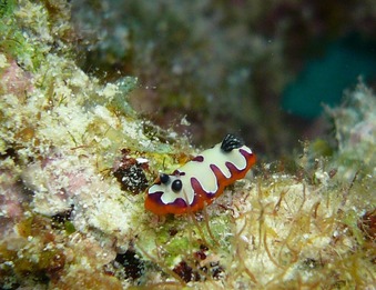 フジナミウミウシ