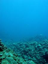 よく見るとバラクーダが写っている