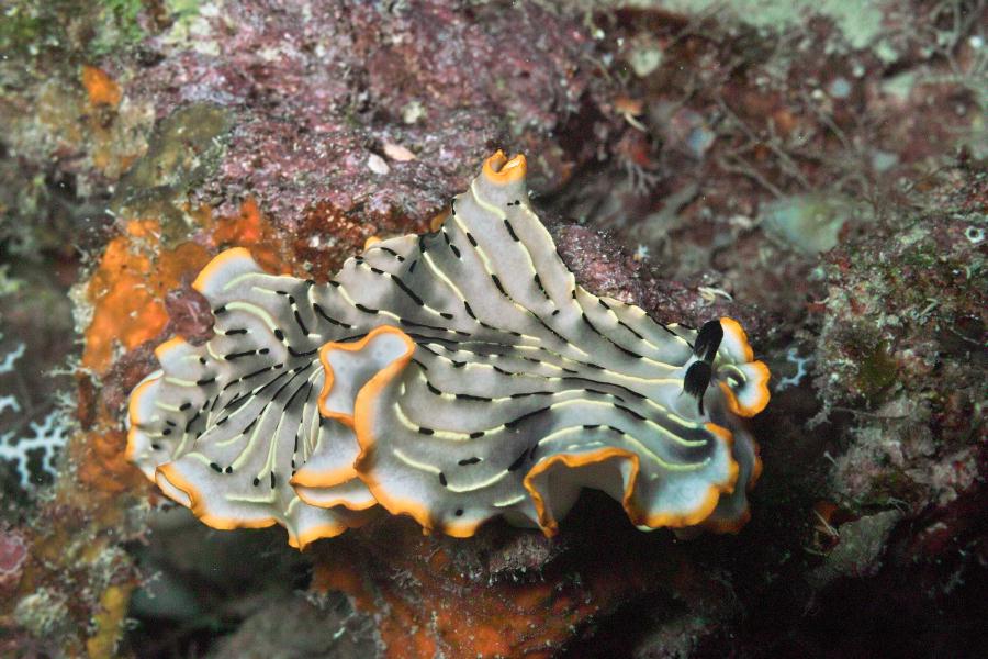 デルマトブランクスゴナトフォラ