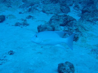 イトヒキフエダイ (1)