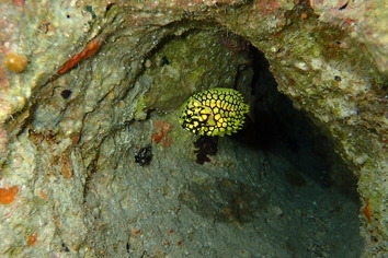 P9010733