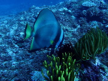 P8110213