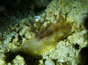 キスジカンテンウミウシ