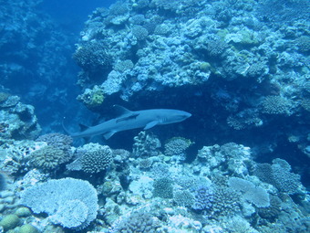 ホワイトチップ