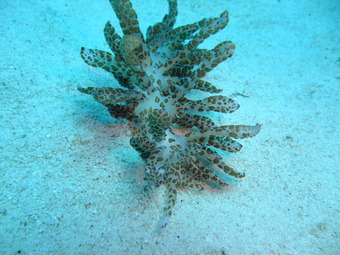 オオコノハミノウミウシ2