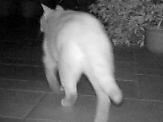 ねこ2