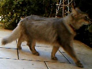 ねこ1