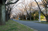 桜2011-04-06_02