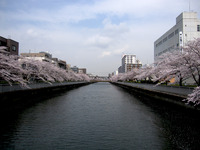 桜2011-04-11_01