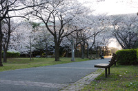 桜2011-04-06