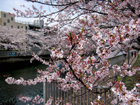 桜2011-04-11_02