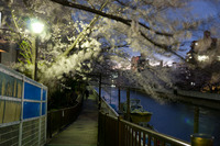 桜2011-04-08_02