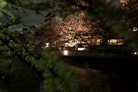 桜2011-04-08_01