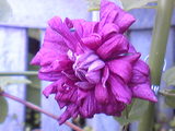 20090710n01a