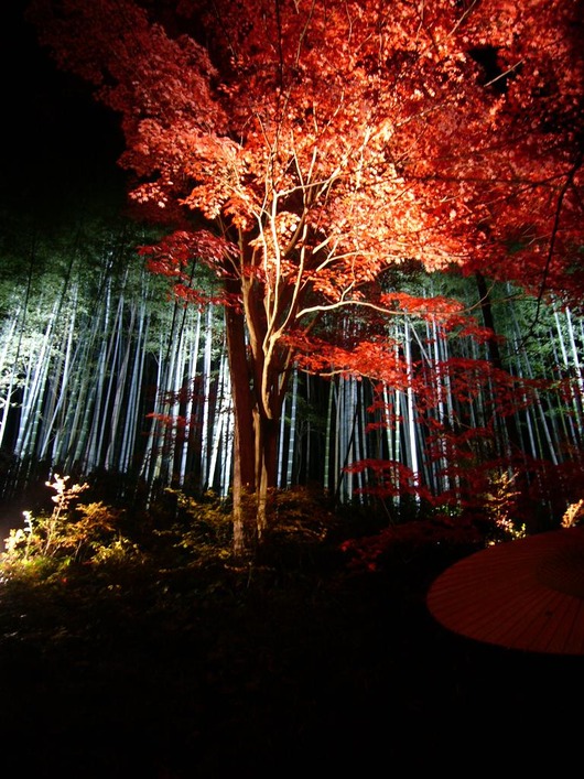 Light Up11