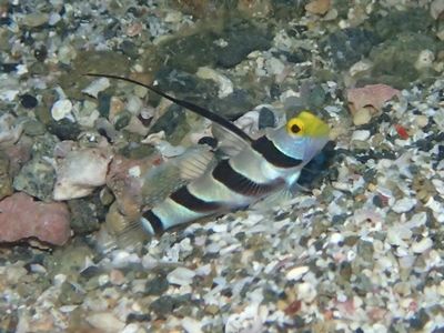 ﾋﾚﾅｶﾞﾈﾘﾝﾎﾞｳ串本備前1708