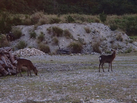 04181早朝6ケラマジカ靖典