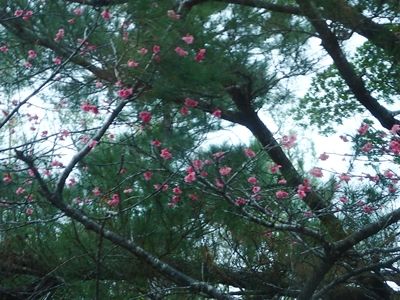 桜満開1