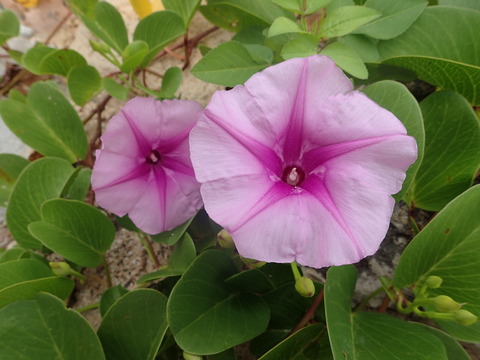 琉球朝顔エメラルドバイオレット