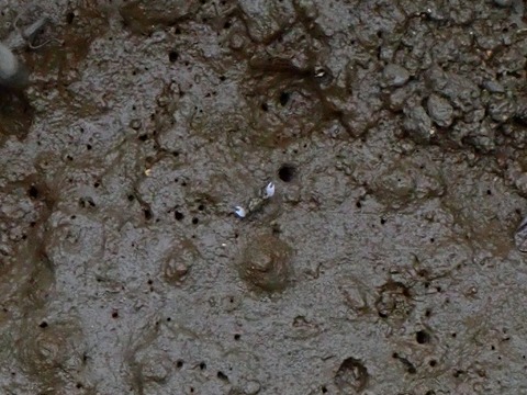 ツノメチゴガニ