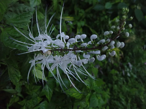 ネコノヒゲ(クミスクチン)