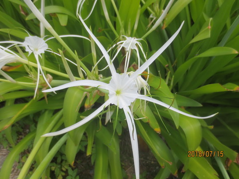 ｽﾊﾟｲﾀﾞｰﾘﾘｰ