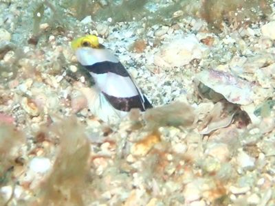 ﾈｼﾞﾘﾝﾎﾞｳ串本1608