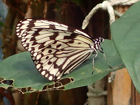 0317オオゴマダラ15