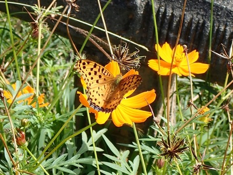 ヒメアカタテハ1