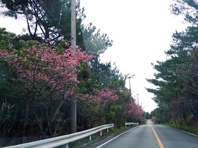 桜満開2