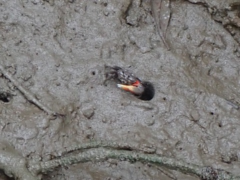 ヒメシオマネキ