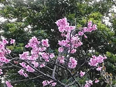 20180123_081744桜拡大