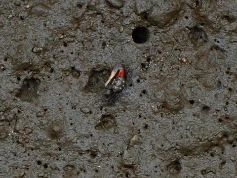 ヤエヤマシオマネキ