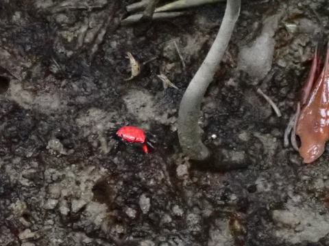 ベニシオマネキ