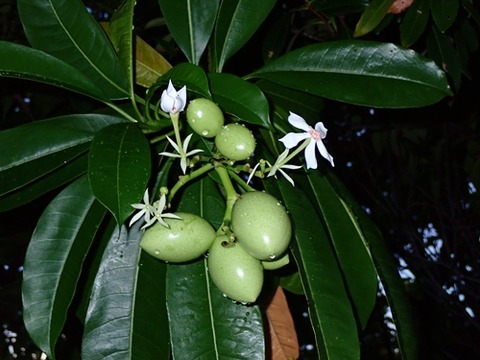 ｵｷﾅﾜｷｮｳﾁｸﾄｳ
