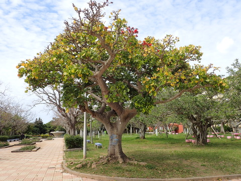 0317ﾃﾞｲｺﾞ4