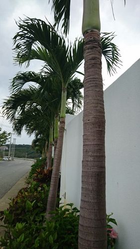 トックリヤシモドキ