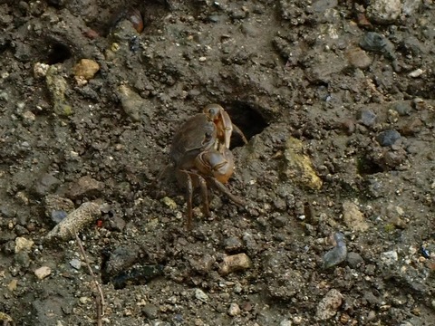 フタバカクバニ