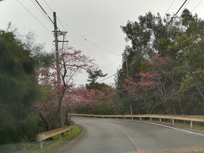 20180126_082119桜並木