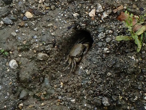 ﾀｲﾜﾝｱｼﾊﾗｶﾞﾆ