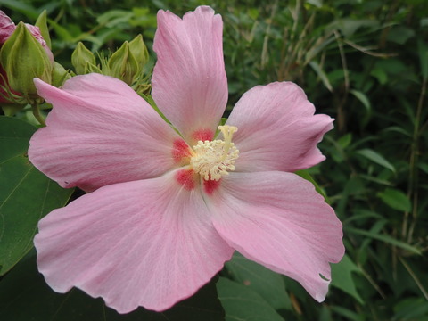 サキシマフヨウ