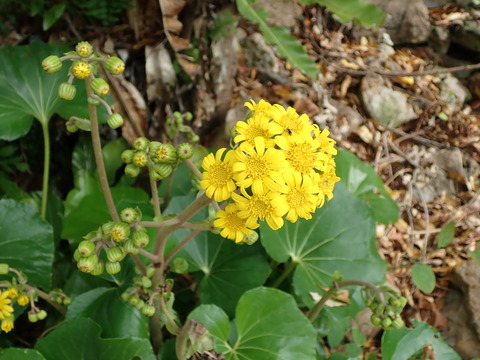 リュウキュウツワブキ1