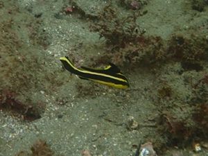 コロダイyg城ヶ島靖典161023