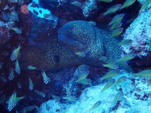 ゴマウツボ水納島1609