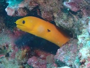 ヒメウツボ(ゴールデンモレイ)栢島1509